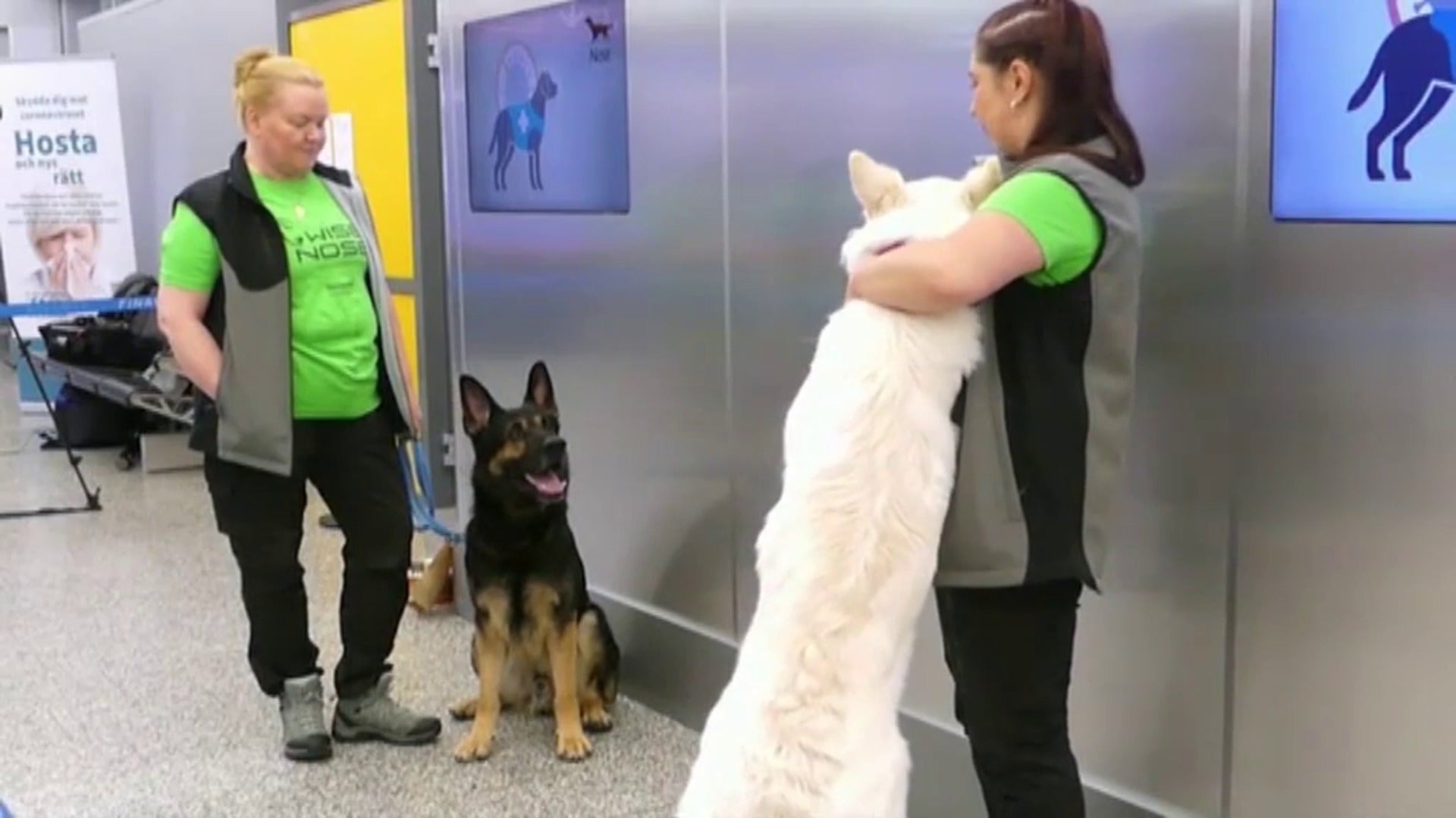 Un proyecto piloto utiliza perros para detectar el coronavirus