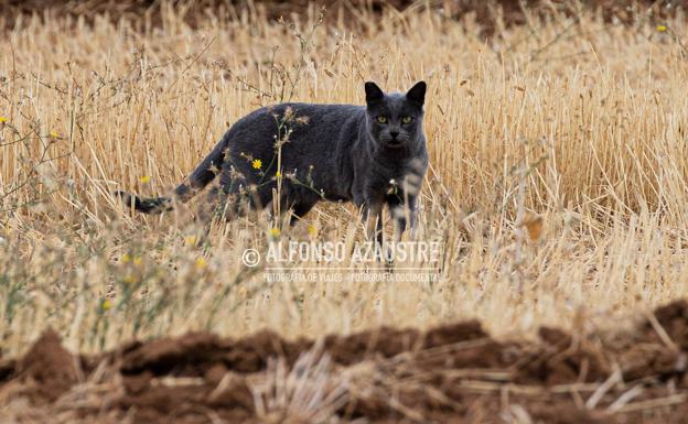 La broma en un pueblo de Granada sobre la famosa pantera desata la alarma