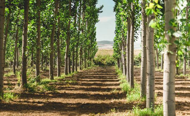 La UGR pide financiación europea para recuperar las choperas de la Vega