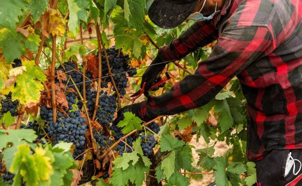 Brote de Covid en la Sierra Sur tras regresar contagiados temporeros jienenses de la vendimia francesa