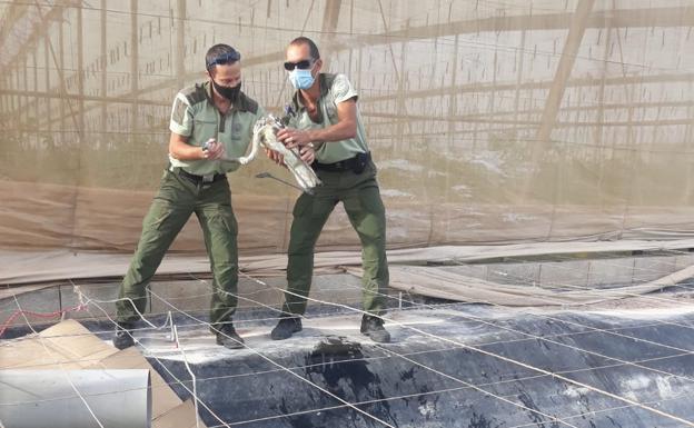 El impactante rescate de un flamenco atrapado en una balsa de riego