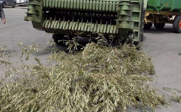 «Tenemos que convertir el olivar en nuestros pozos de petróleo»