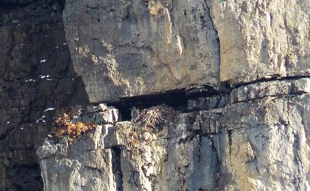 Granadinos localizan en el Himalaya el nido de quebrantahuesos a mayor altura del mundo