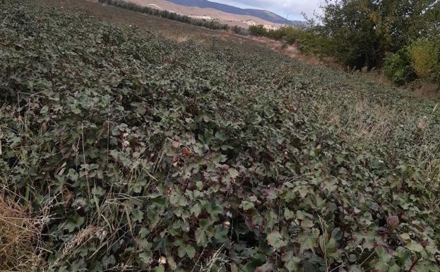 Una plaga endémica de Jaén fulmina la mitad de su algodón
