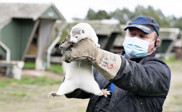 El ejemplo de Dinamarca: pese al coronavirus registra la menor tasa de mortalidad en seis años