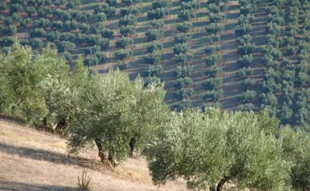 Archivado el caso del inmigrante muerto en el tajo y abandonado en el centro de salud de Pozo Alcón