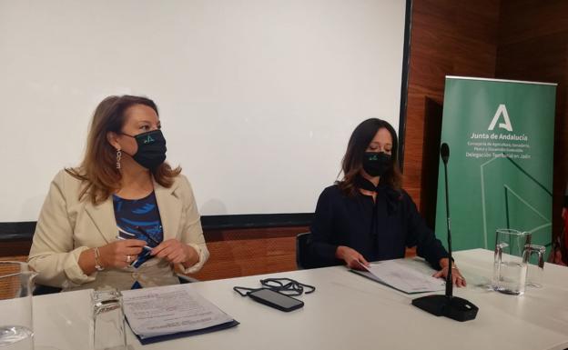 Sanitarios promocionarán las virtudes del aceite de oliva