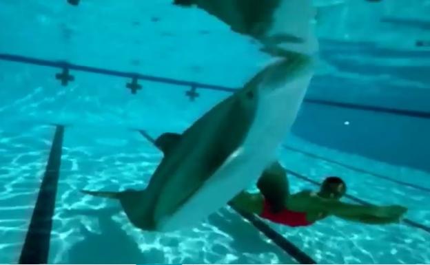 Crean delfines robot para parques y acuarios marinos