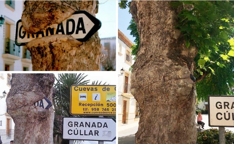 Cuando los árboles cobran vida en Granada y se comen las señales de tráfico