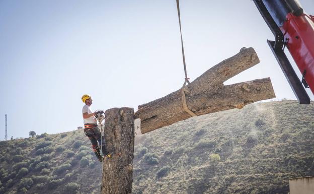 El Ayuntamiento de Granada estudiará si la tala de la Cuesta del Pino contó con los permisos necesarios