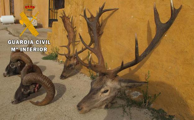Tres investigados tras localizar varias reses decapitadas en Sierra Morena