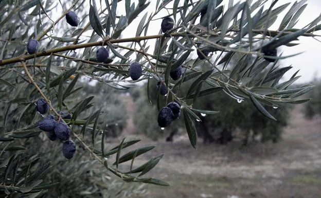 'Respiro' para el olivar jienense con hasta 24 litros recogidos por metro cuadrado y se esperan más lluvias