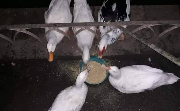 Jaén tendrá un vigilante municipal de los patos, colonias de felinos y demás