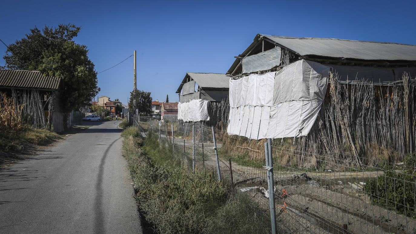 Secaderos 'de palo' en Cúllar Vega