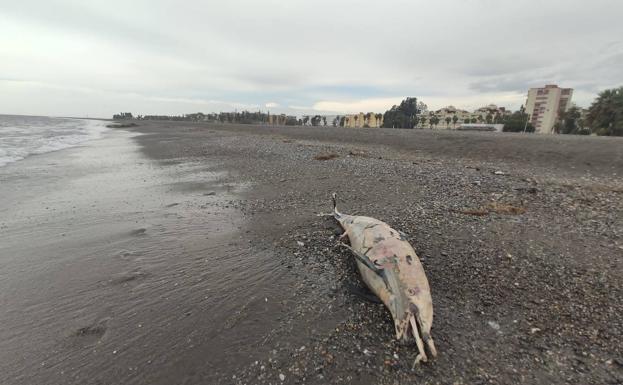 Aparece un delfín muerto en la Playa de Poniente de Motril