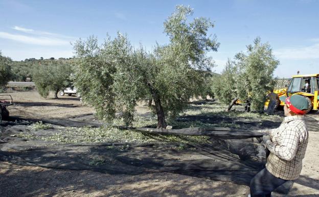 Mancha Real, Navas de San Juan y Alcaudete no abrirán albergues de temporeros