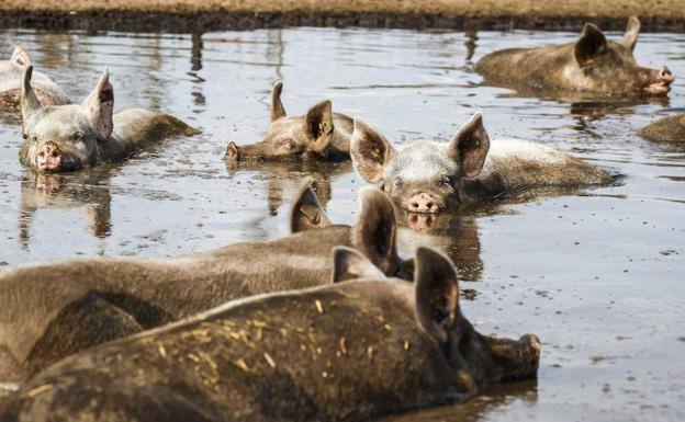 Condenados por arrojar durante al menos nueve años purines de cerdos a la rambla de Tabernas