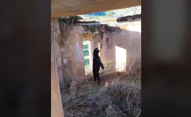 La Guardia Civil investiga como maltrato animal el ahorcamiento de un perro en Jódar