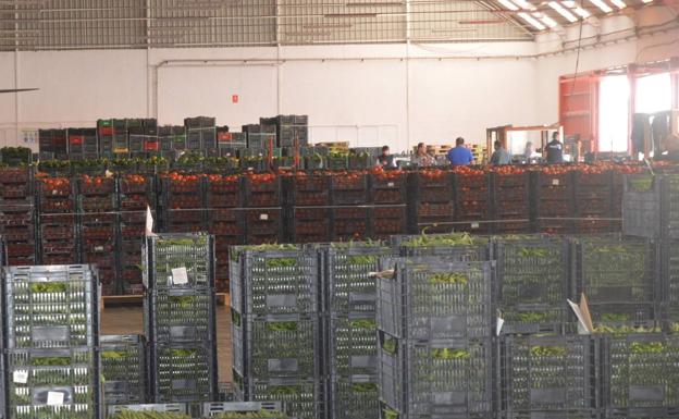 Coag: «La entrada de producto marroquí hunde los precios»