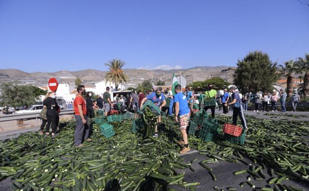 Los agricultores de Granada tiran miles de kilos de pepinos a la carretera en protesta por el derrumbre de los precios