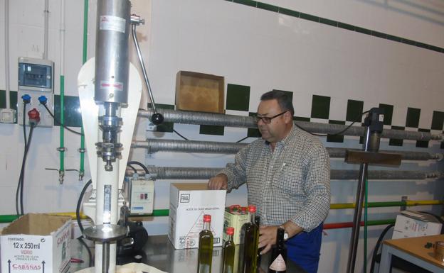 Termina en Quesada la recolección de la aceituna royal con 240.000 kilos