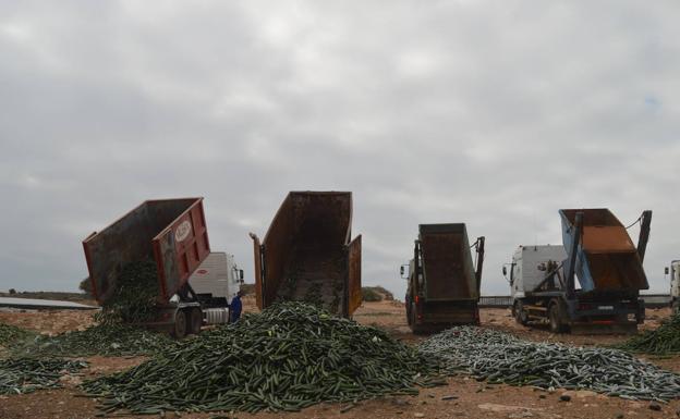 El sector de Almería retirará un millón de kilos de hortalizas a la semana