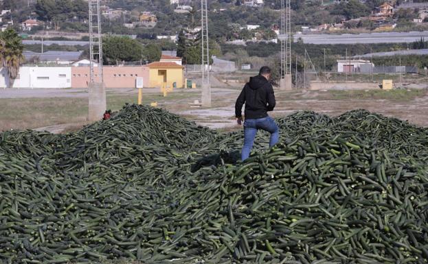 Motril cede el recinto ferial para destruir miles de kilos de pepino