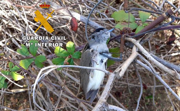 Investigados dos hombres de 60 años por captura ilegal de pequeños pájaros