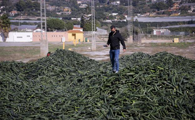 Retiran del mercado parte del pepino de la Costa para remontar los precios