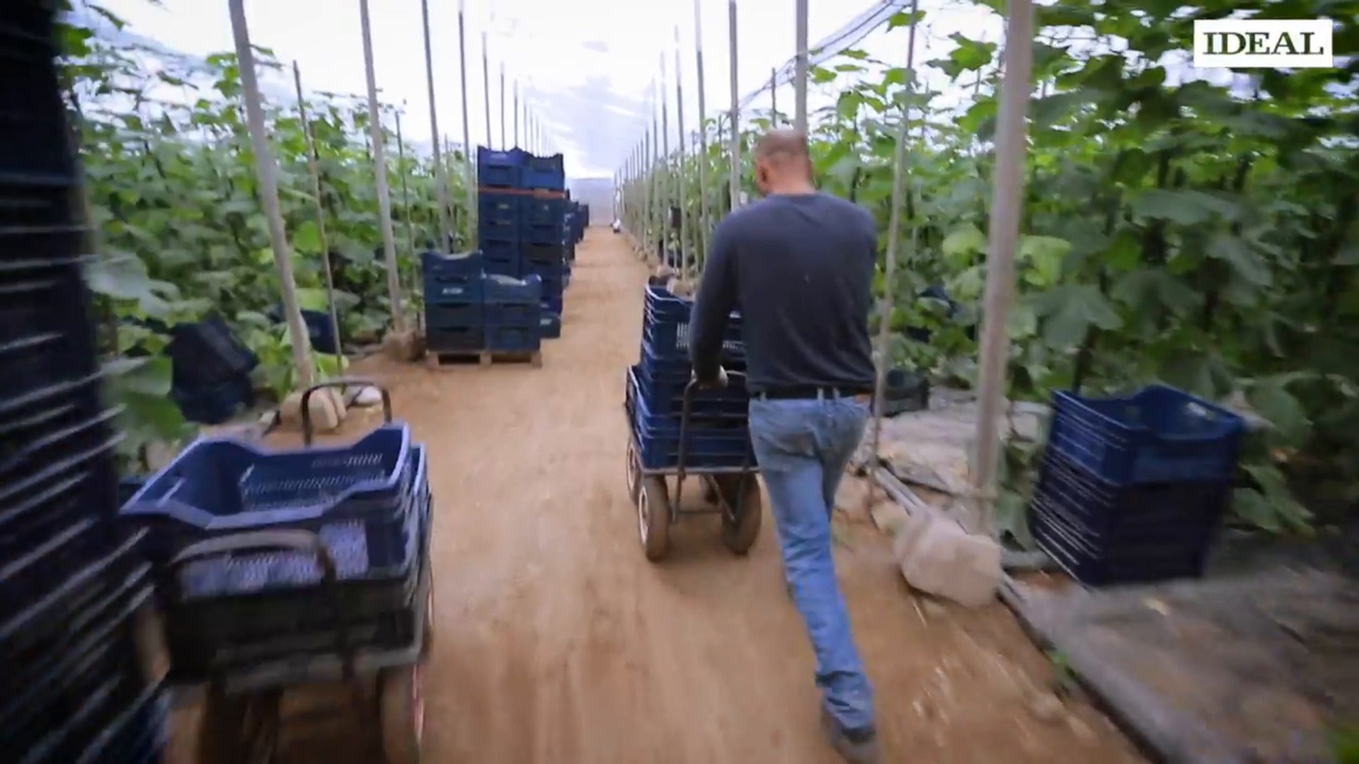 Los agricultores de la Costa protestan por los bajos precios del pepino y exigen socluciones | Ideal