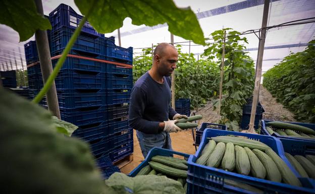 Asociaciones agrarias llaman a planificar la campaña del pepino para poner fin a la sobreproducción y evitar más crisis