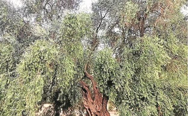 El olivo más grande del mundo está en Arroyo del Ojanco