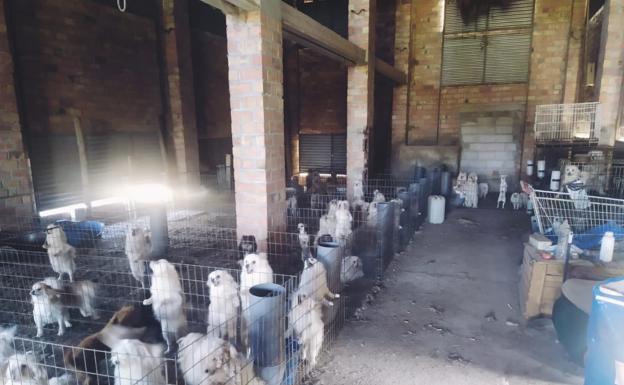 300 personas se interesan por adoptar a los 34 perros a los que cortaron las cuerdas vocales en Granada