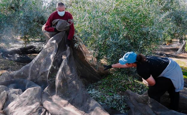 La campaña se adelanta y ya se ha recogido una quinta parte de la aceituna provincial