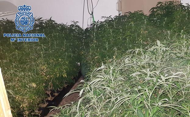 Dos pisos de un mismo edificio de Granada funcionaban como grandes invernaderos de marihuana