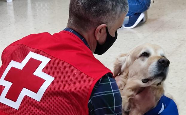 Amigos peludos de cuatro patas para luchar contra la soledad de las personas mayores