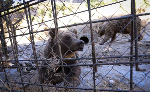 Almuñécar estudia tomar medidas contra la entidad que los acusa de abandono animal