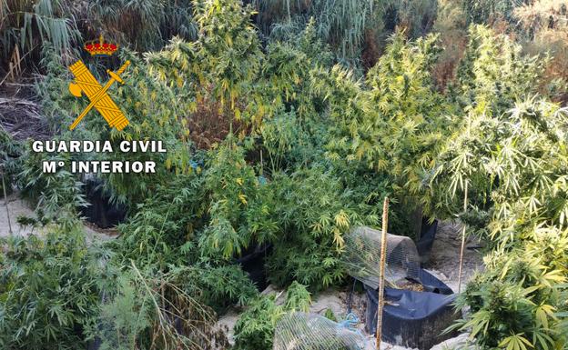 La Guardia Civil declara la guerra a los cultivos de 'maría'