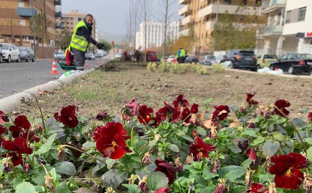 Finalizan la vegetación en Catalina Mir, uno de los ejes principales del Bulevar