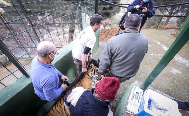 La tigresa de Peña Escrita se despide de Almuñécar y viaja a Alicante