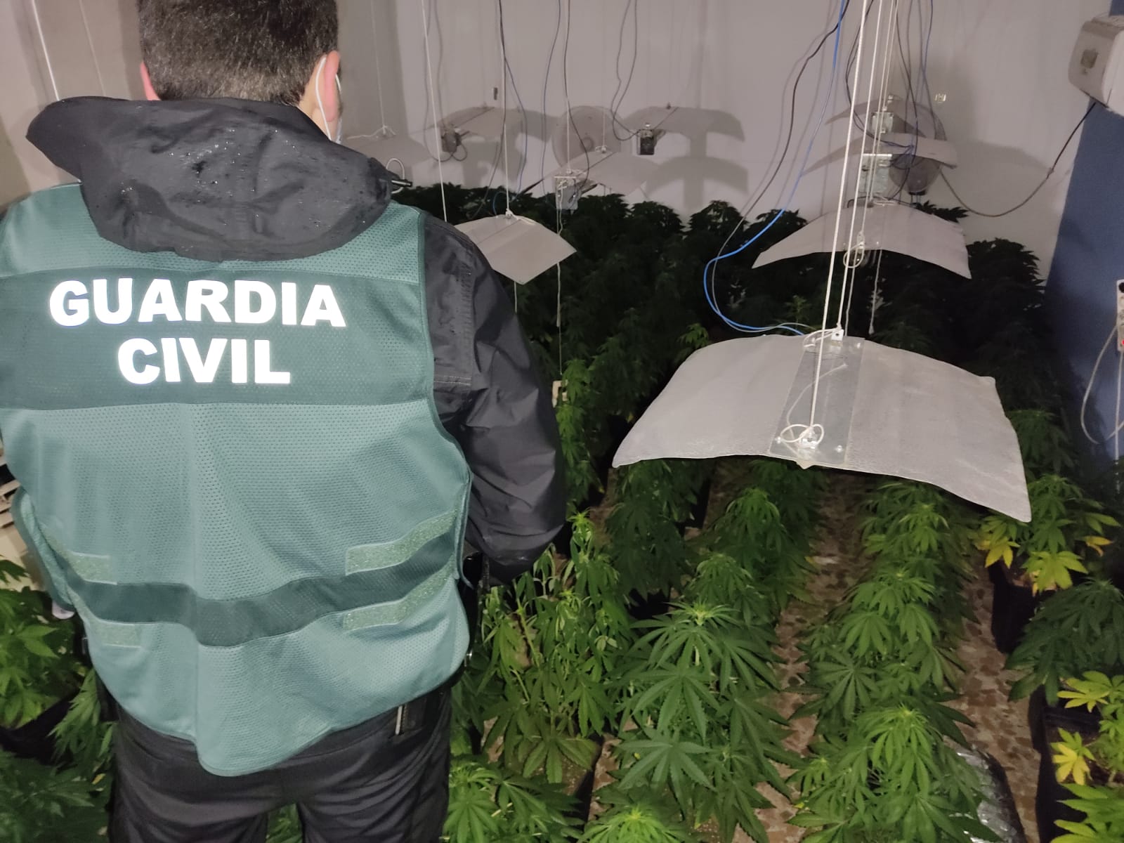 Seis operaciones conjuntas descubren más de 3.000 plantas de marihuana en varios muncipios de Granada