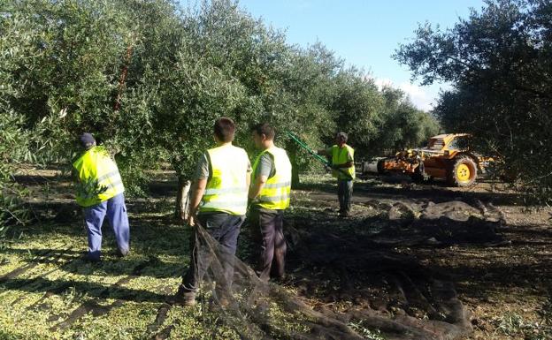La cooperación de pequeñas fincas de olivar reduce costes y fija población