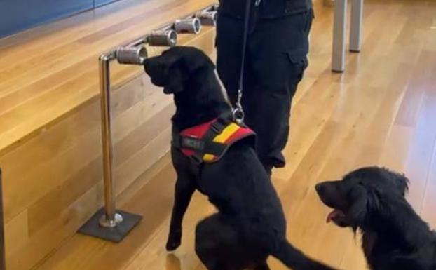 Perros adiestrados detectan con el olfato la Covid-19 en Jaén