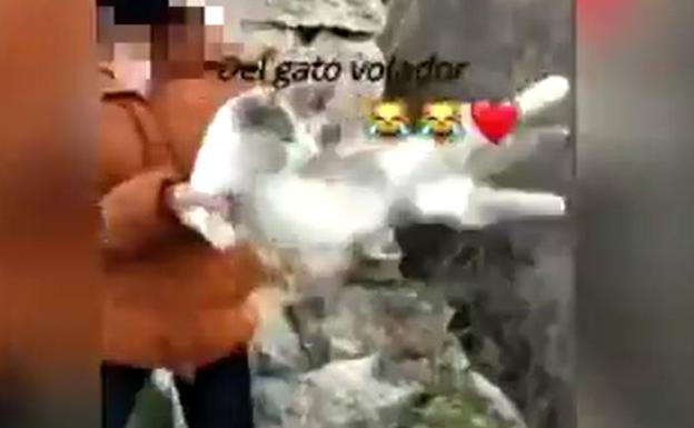 La Guardia Civil investiga por maltrato animal a la joven de Granada que arrojó un gato por un barranco