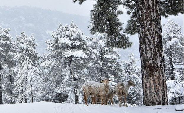 El año arranca con alerta amarilla por nieve en la provincia de Jaén
