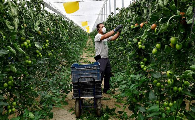 El campo almeriense saca músculo frente a la pandemia