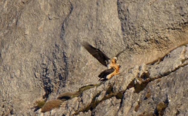 El quebrantahuesos se reproduce en la provincia de Granada cincuenta años después