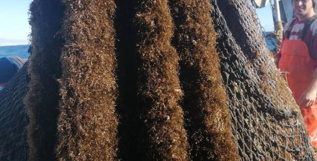 El sector pesquero reclama medidas ante la expansión del alga asiática