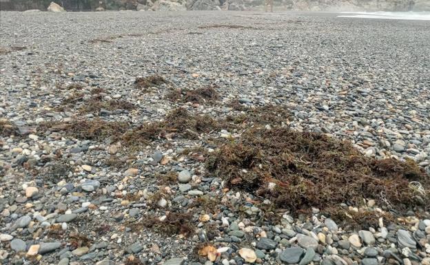 El temporal arrastra a la playa de Velilla restos de alga asiática