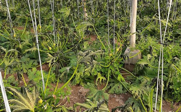 El precio de algunas hortalizas de Almería se duplica por el intenso frío